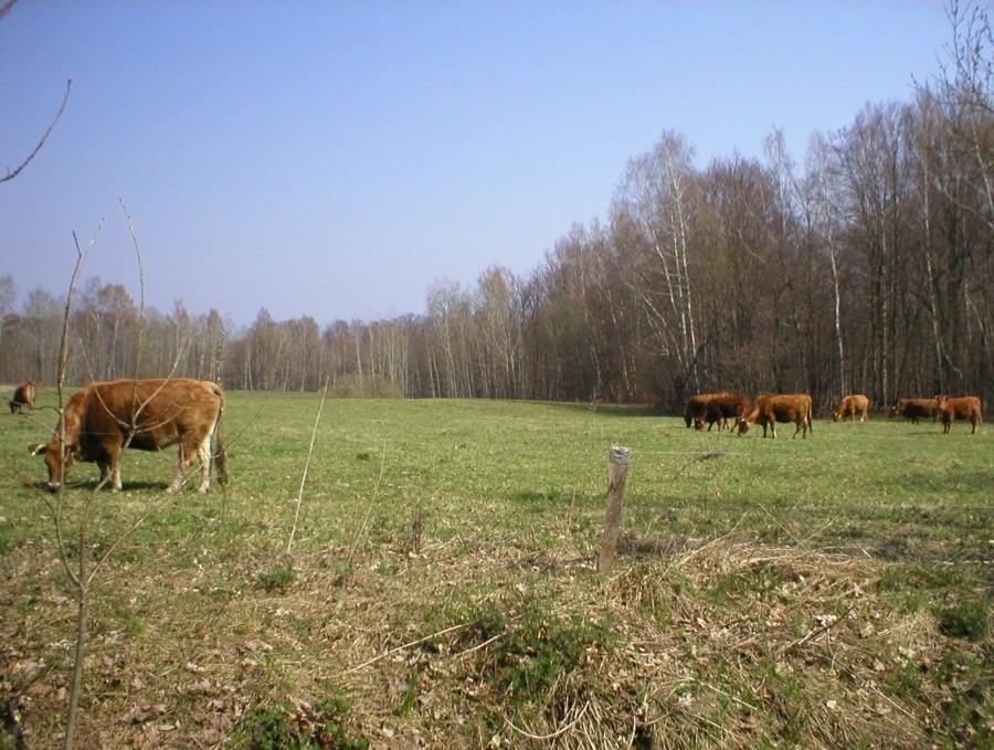 BRĄZOWE KROWY