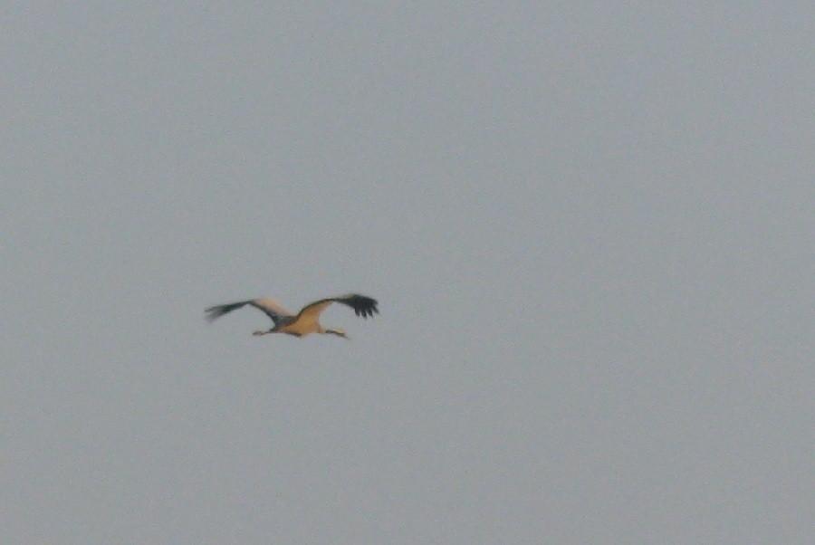 German stork