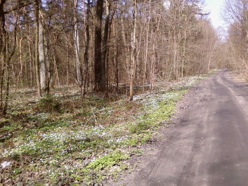 Ukwiecenie
