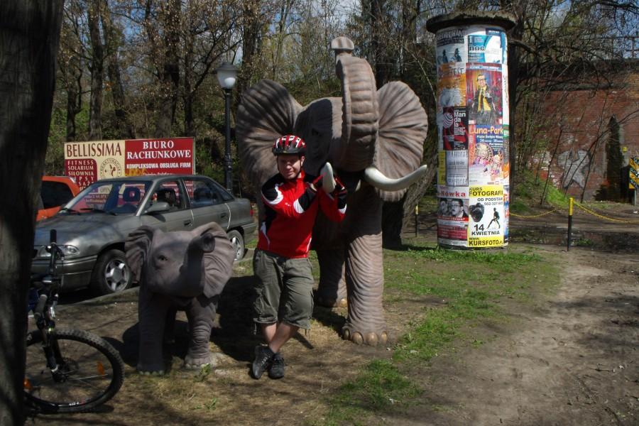 Słonie
