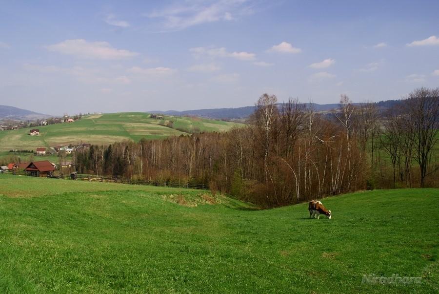 pejzaż z krową