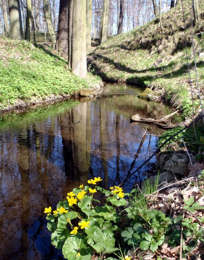 Kaczeńce nad strumykiem