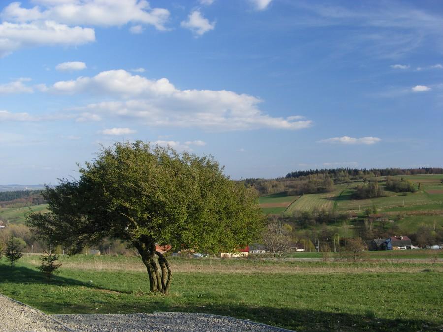 Drzewko obok krzyża
