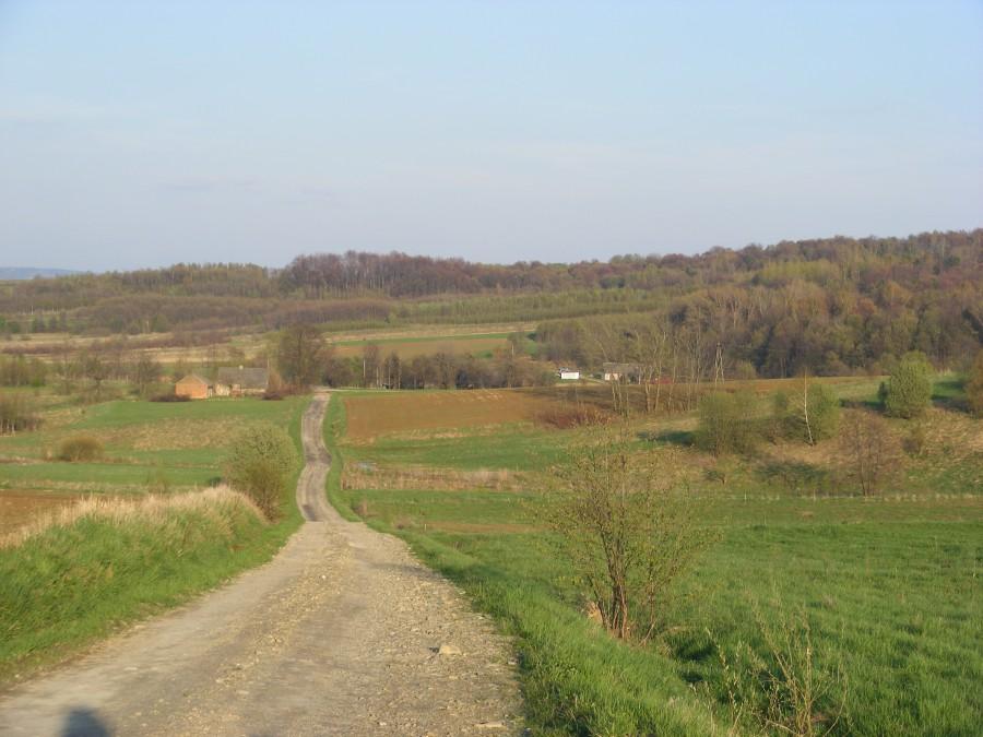 Jakaś tam droga z lasu;)