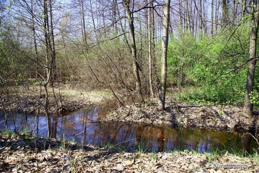 torfowisko