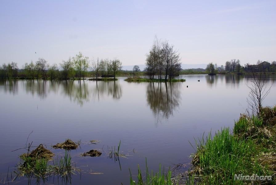 staw z wysepkami