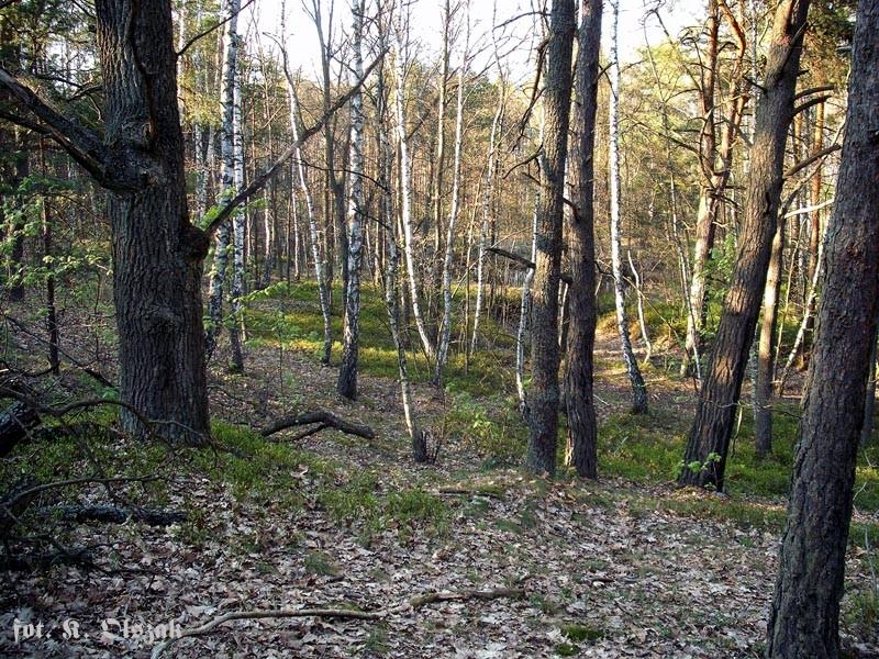 Mazowiecki Park Krajobrazowy