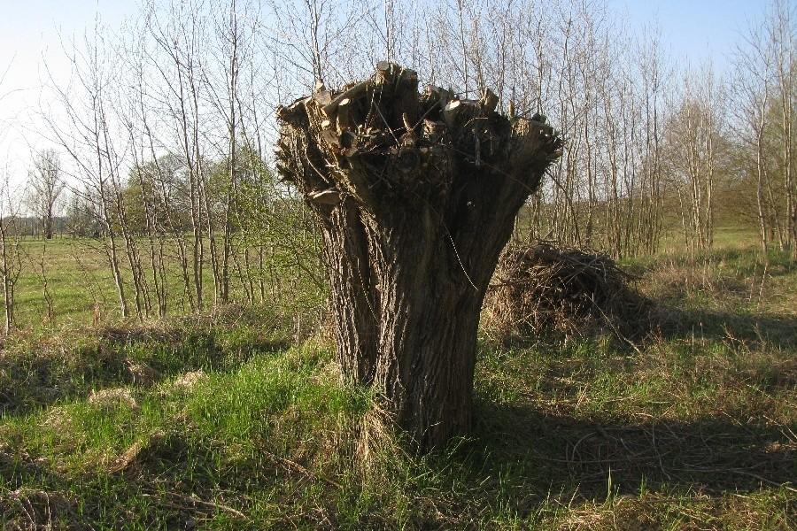 Przycięta wierzba