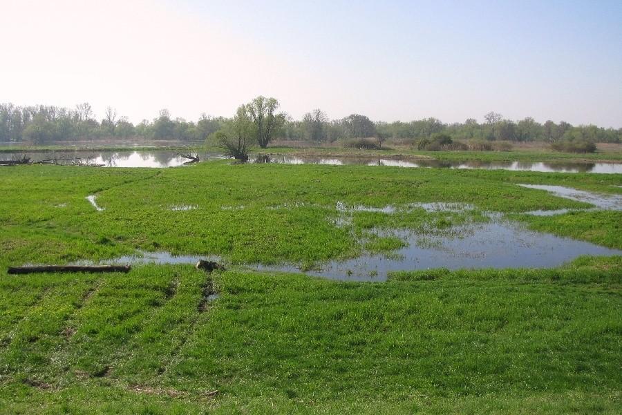 Widok na Odrę nieopodal Klessin