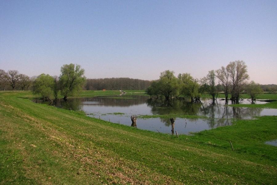 Odra w okolicy Reitwein