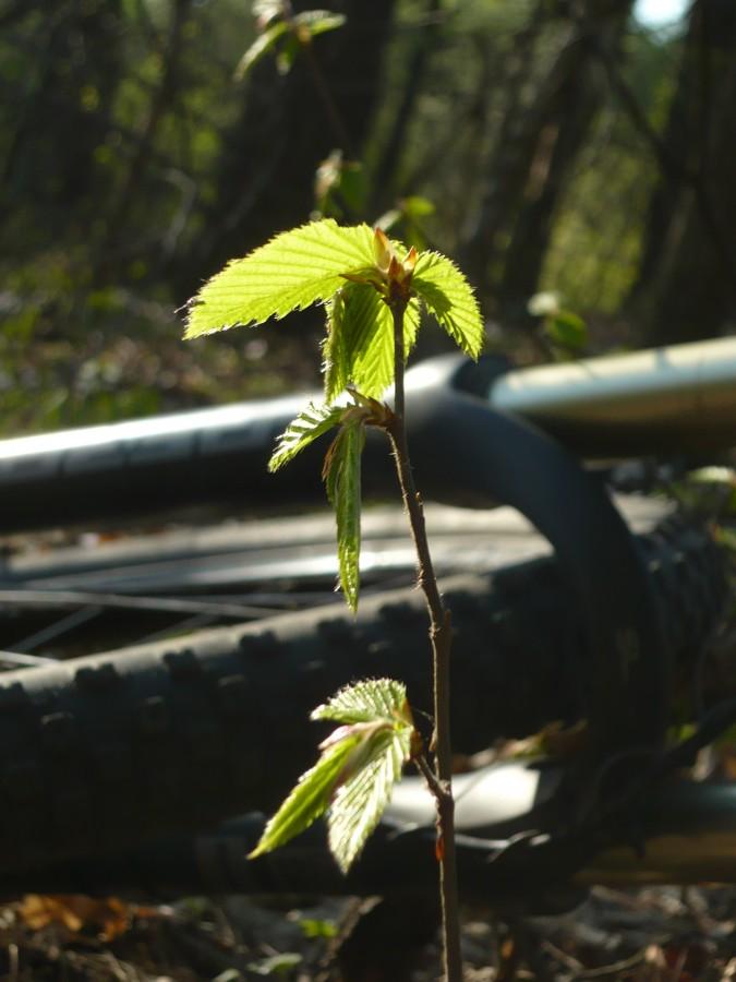 Rowerowa wiosna '10