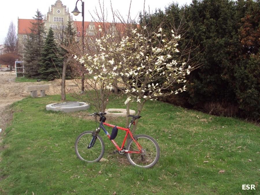 Zakwitły magnolie