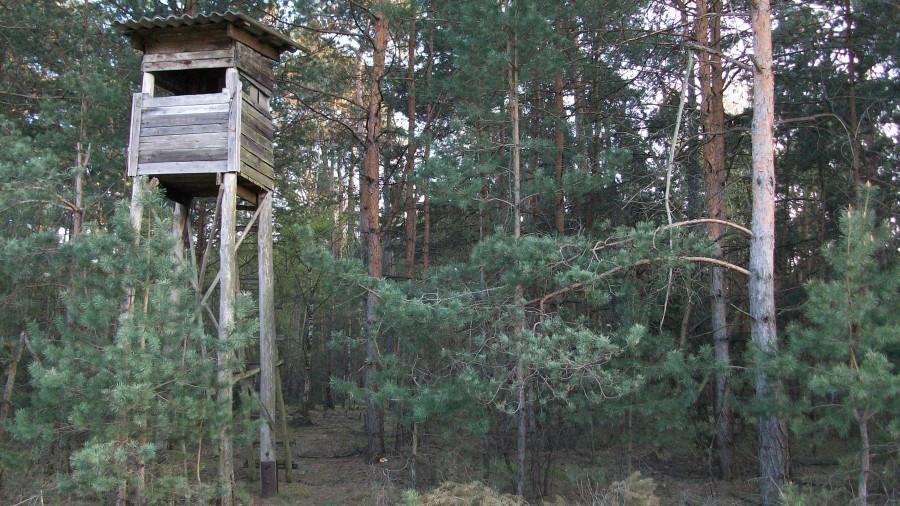 Obserwatorium leśne