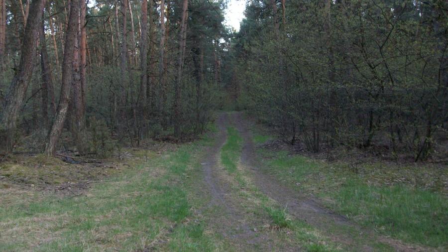 Ściezka w lasach Azotowskich