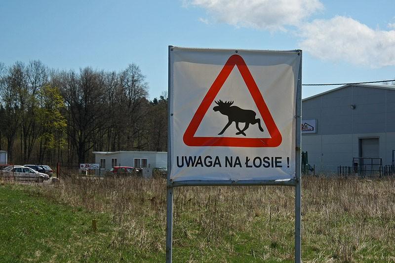 Uwaga na łosie