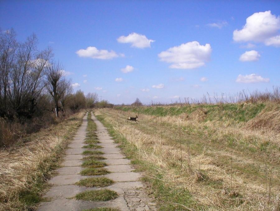 SARNA NA DRODZE