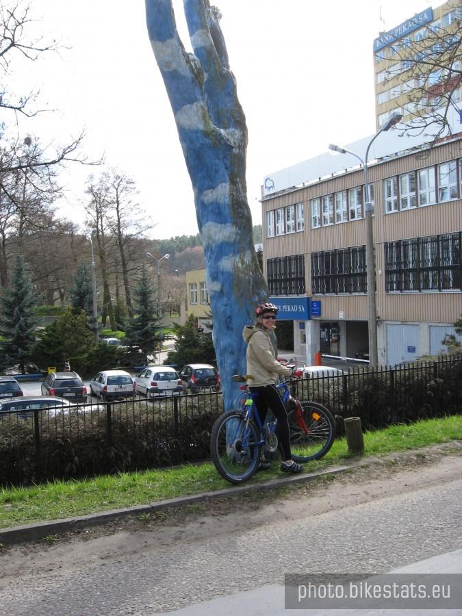 Tylko w Sopocie można spotkać niebieskie drzewo.