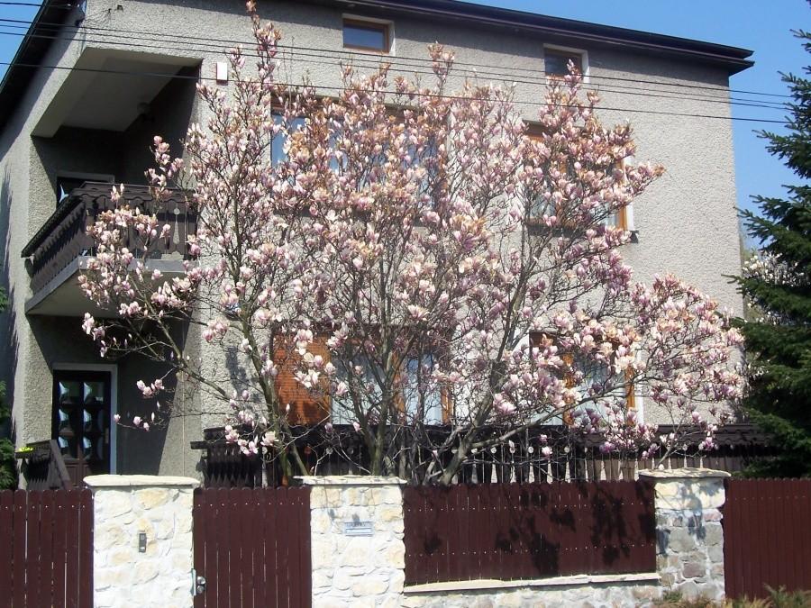 magnolia