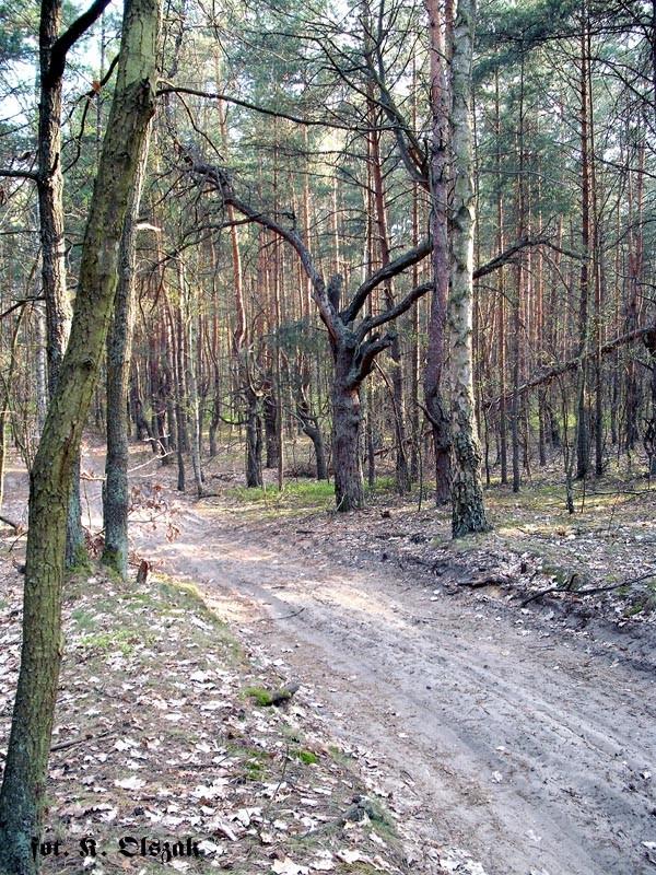 Mazowiecki Park Krajobrazowy w okolicach Wesołej