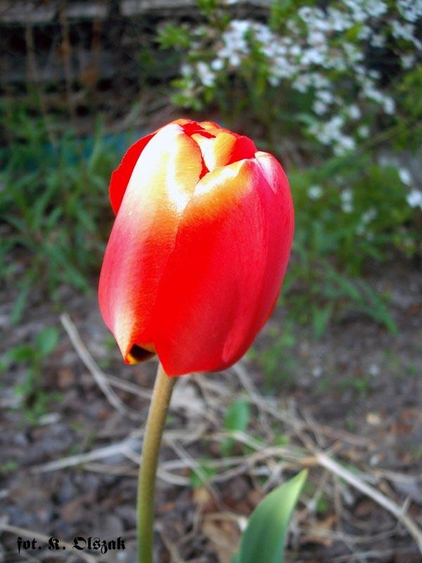 Pierwszy tulipan