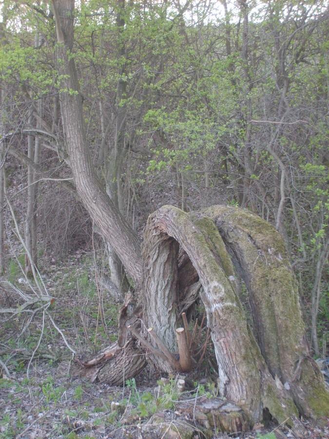 A tak gdy natura trochę przesadzi