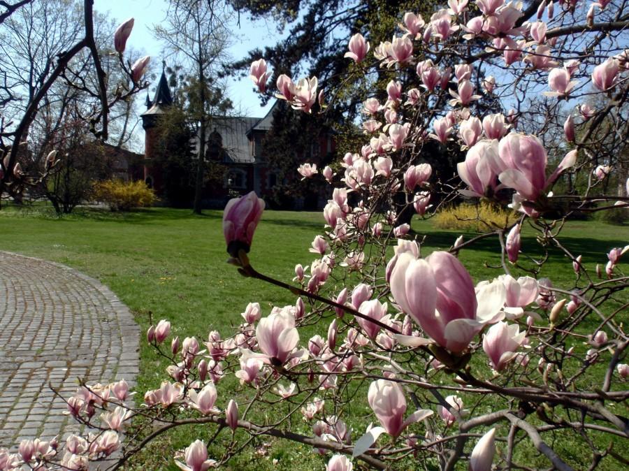 Magnolie w Pławniowicach