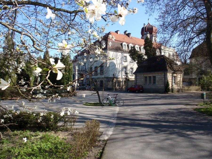 Magnolie w Brynku