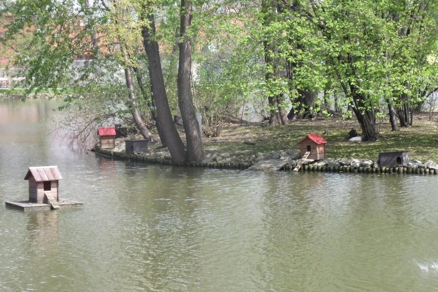Domki dla ptaków na wyspie