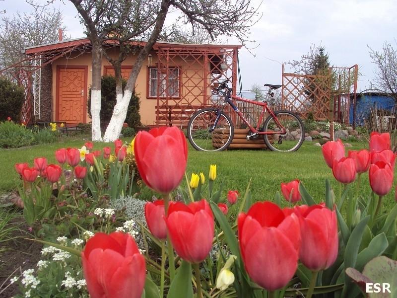 Tulipany
