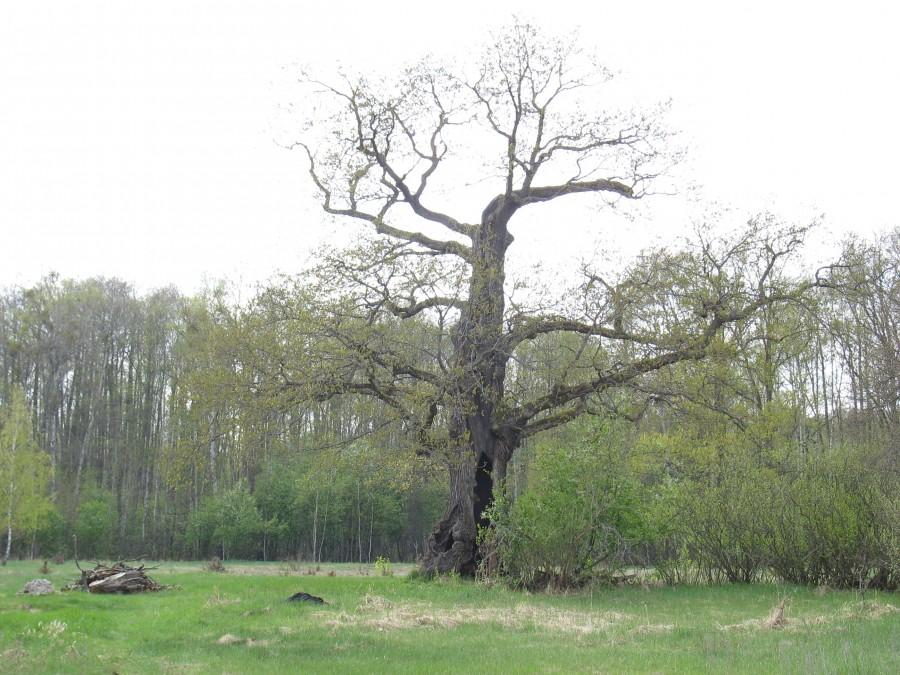 Dąb Jagiellon