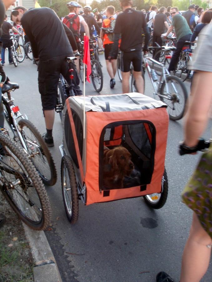 Nietypowy uczestnik Masy Rowerowej