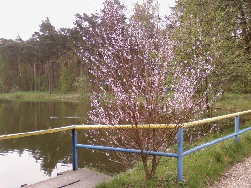 Drzewo w Arturówku