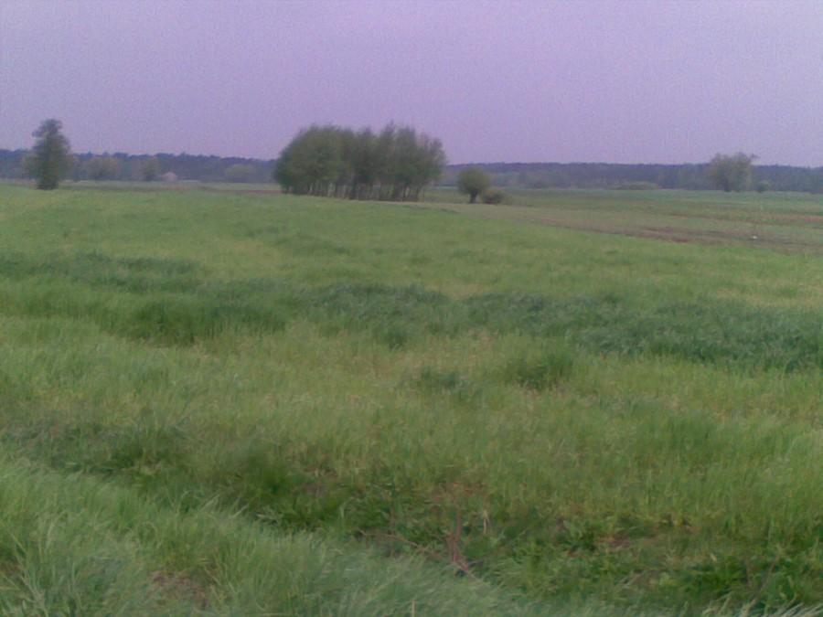 Pola w Dębniałkach
