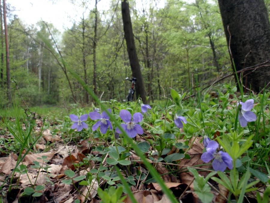 Fiołki na pomarańczowym szlaku