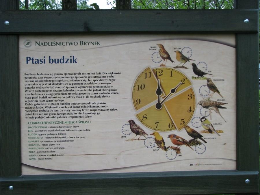Ptasi Budzik