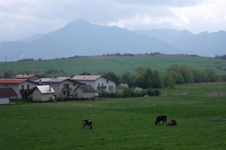 Widoczek z krową