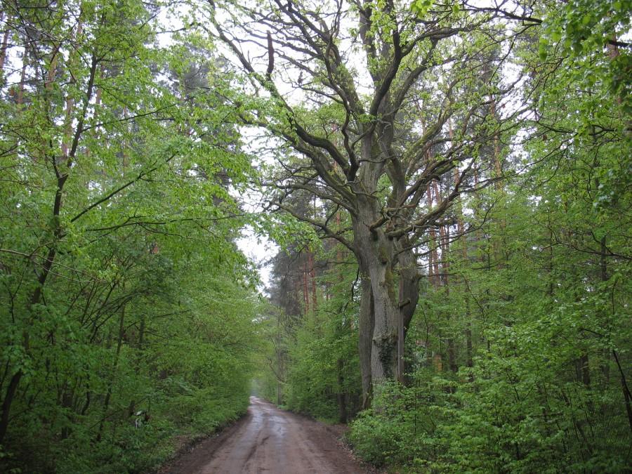 Dęby w Nowinkach k/Zalesia Górnego