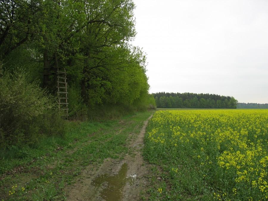 Pęchery - droga na skraju lasu