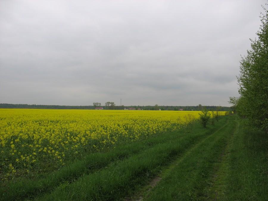 Pęchery - pole kwitnącego rzepaku