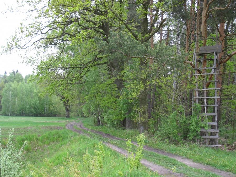 Bogatki - zwyżka myśliwska