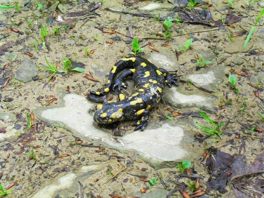 Salamandra:D