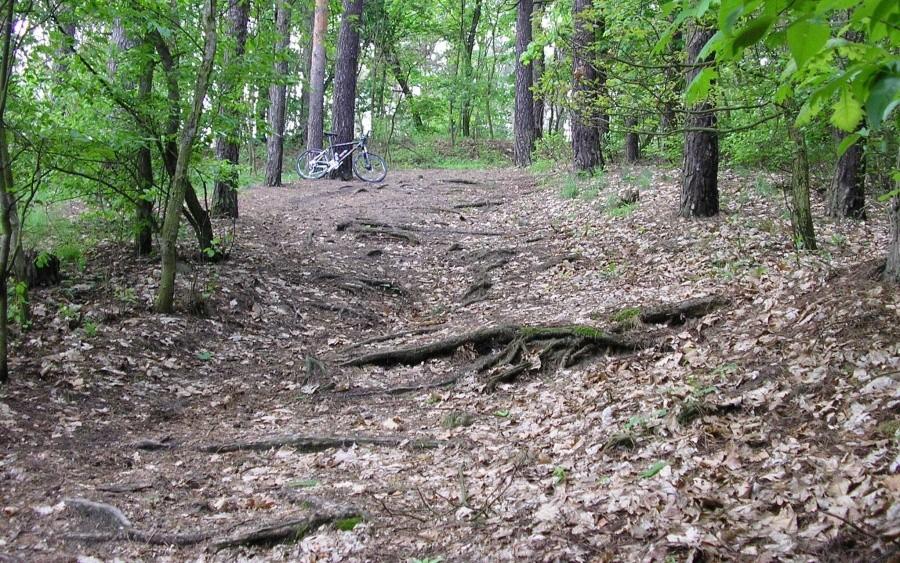 Korzenny podjazd na Osową Górę
