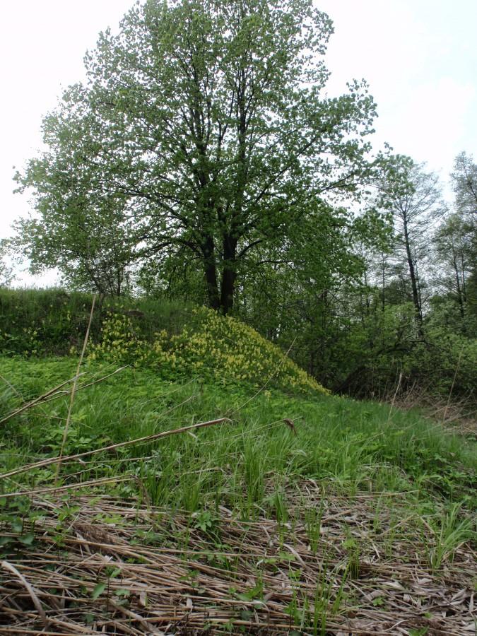 Pierwiosnkowa górka