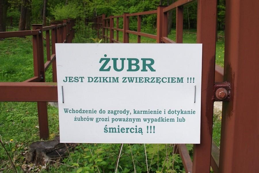Zaczepianie Żubrów i kobiet grozi śmiercią
