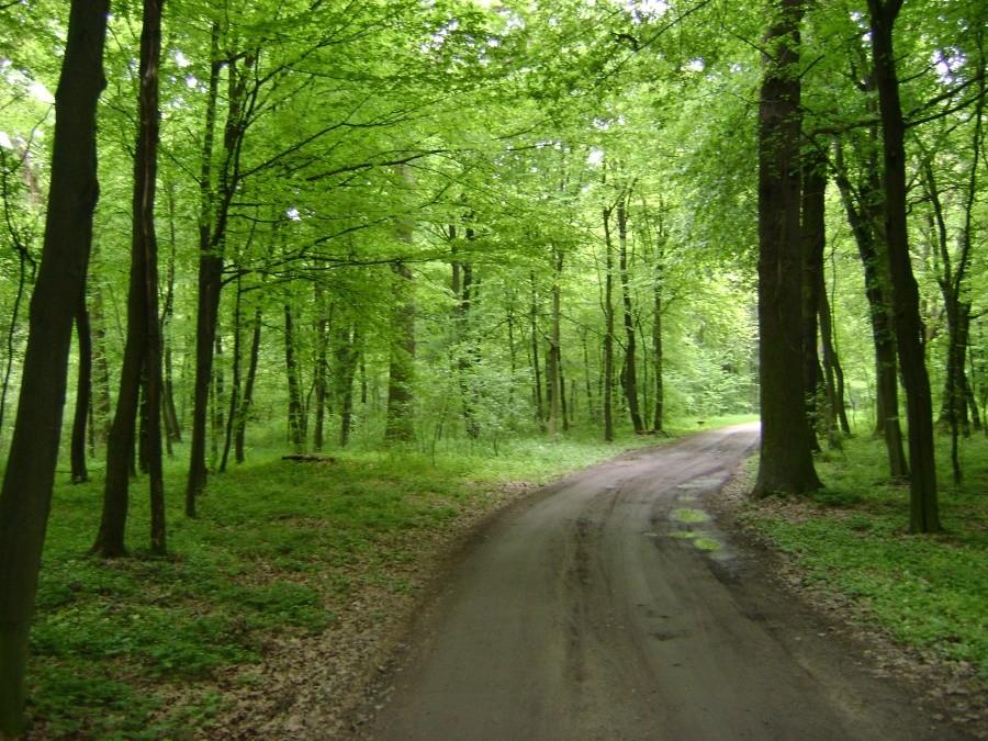 Las Rędziński