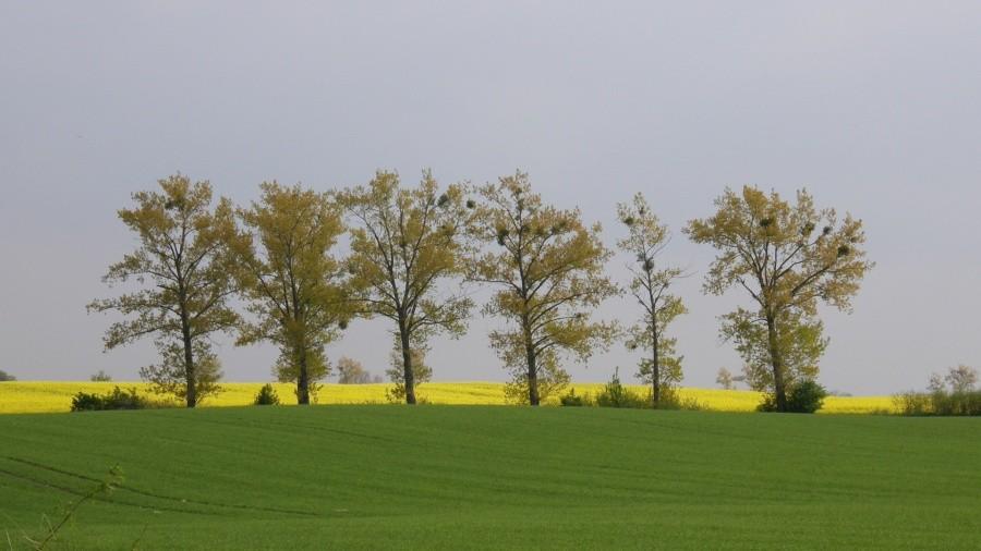 Wiosenny krajobraz
