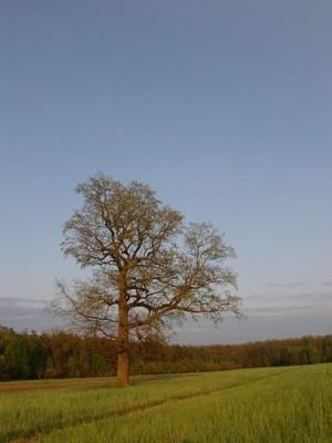 Dąb pod Międzyborowem