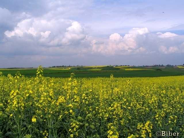 Krajobraz w okolicach Góry Św. Anny