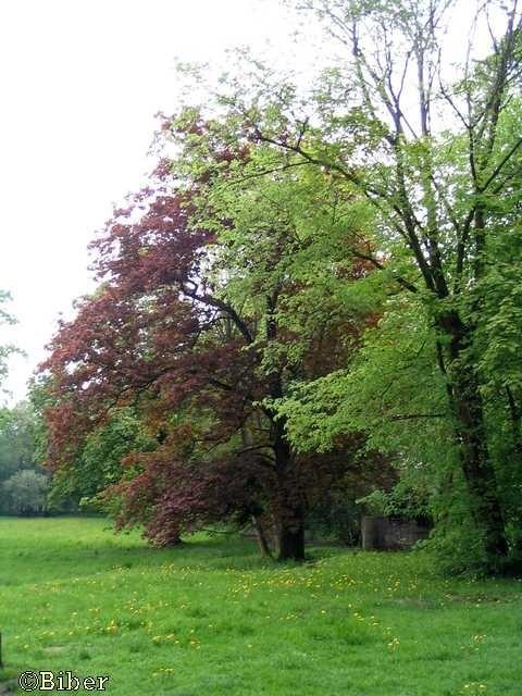 Park w Sławięcicach