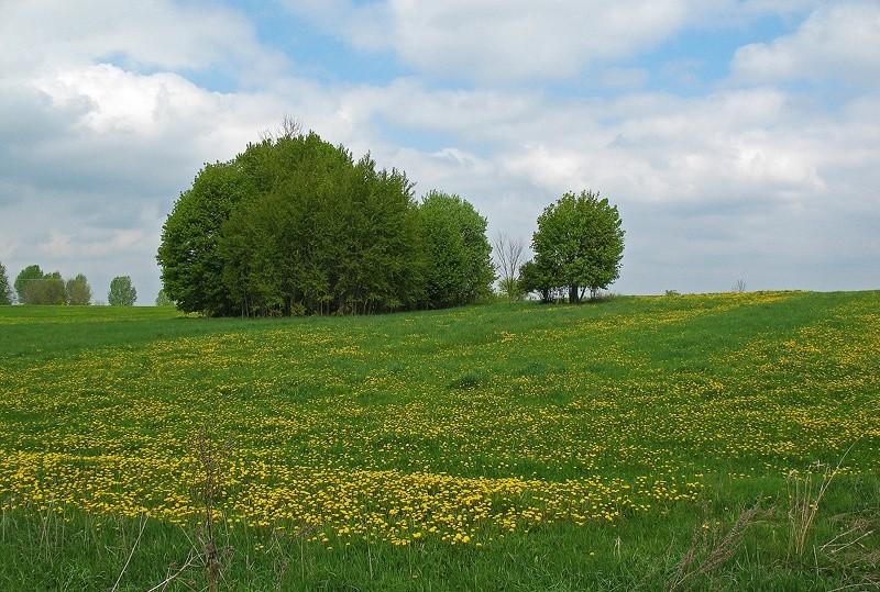 Wiosna